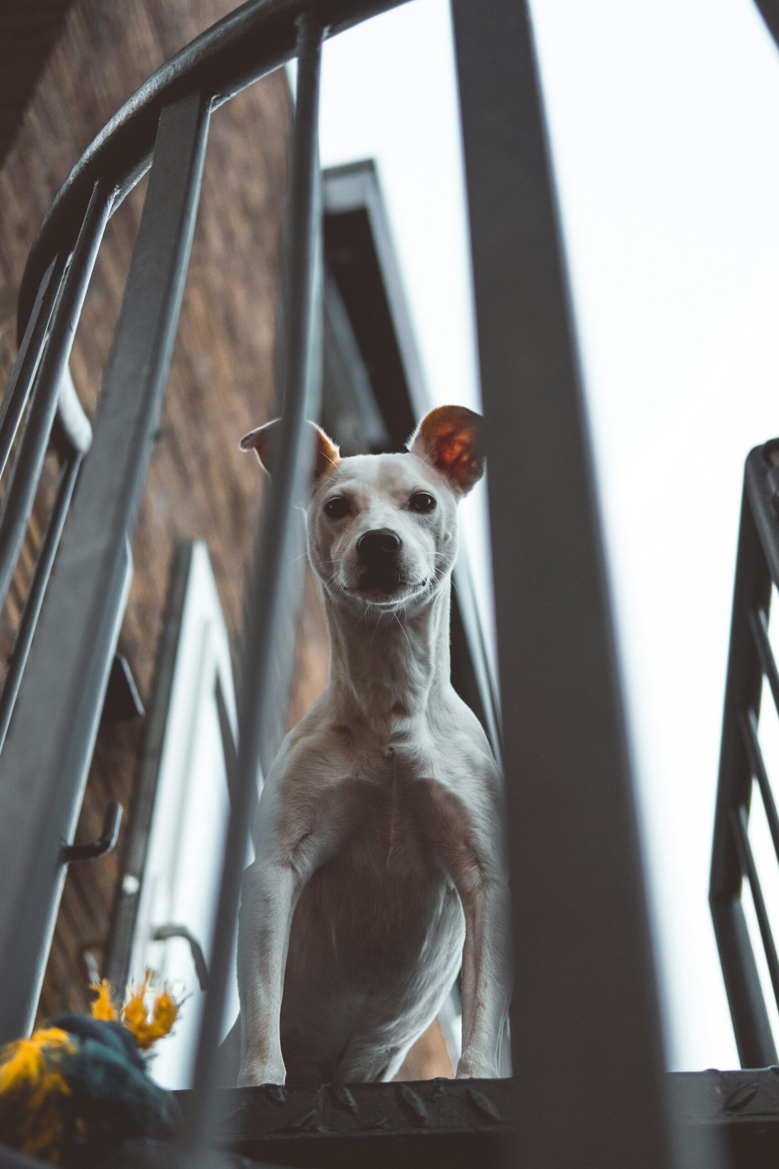La conexión emocional entre un perro y su dueño: una historia conmovedora