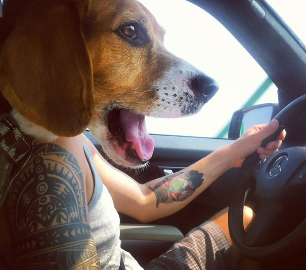 28 fotos de perros tomadas en el momento justo – Zasca!