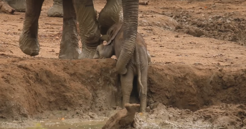 Un bebé elefante se quedó atrapado en el barro, lo que hicieron los demás te va a dejar sin palabras – Zasca!