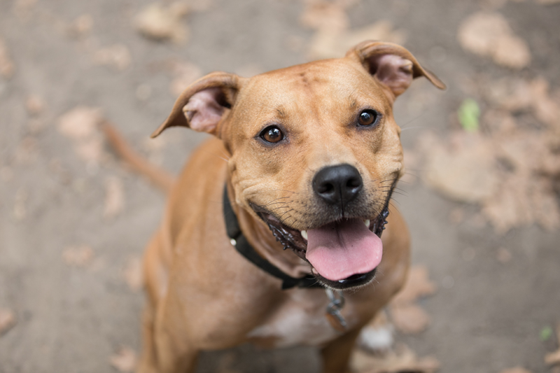Franny la Pit bull que fue rescatada de las horribles peleas de perros