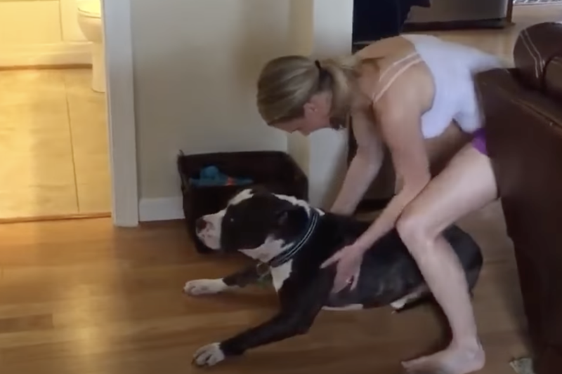 ¿Cómo bañar a un perro que no le gusta el agua? :) – ¡Zasca!
