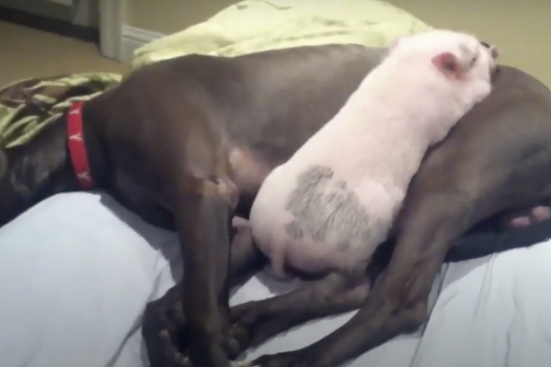 Esta sesión de abrazos entre un cerdo y un gran danés es lo más dulce que verás en todo el día (VIDEO)