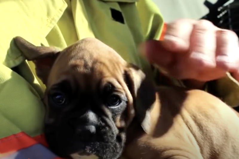 Encontró un cachorrito abandonado en el bosque después de un incendio – Lo que pasó después me dejó en lágrimas