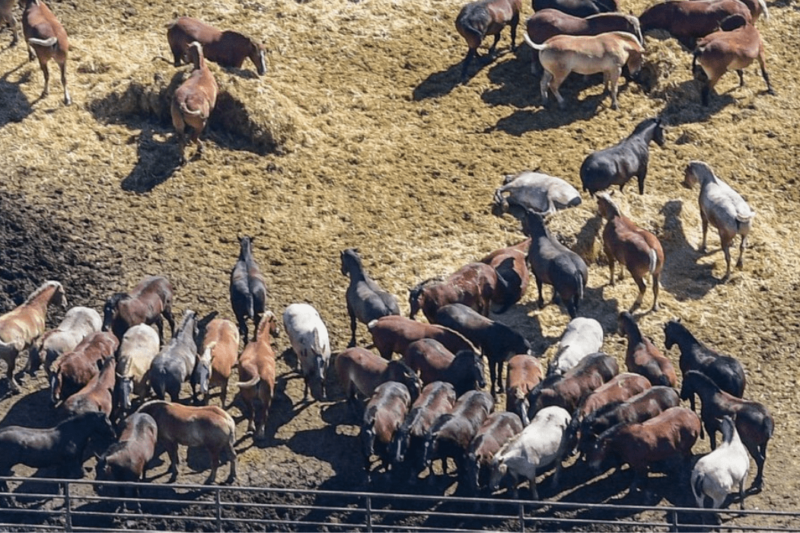 Los caballos que se empaquetan en estas cajas correrán el más desafortunado final