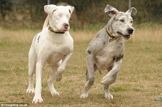 Este Perro Ciego Consigue Vivir Gracias a Otro Perro Guía
