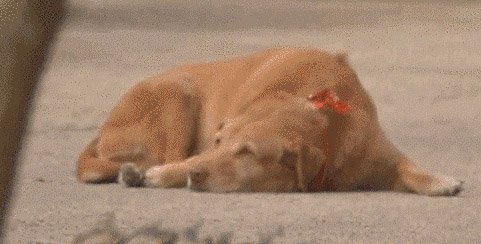 Un Perro Esperó al Lado de Su Dueña Después de Que Esta Fuera Atropellada Por Un Camión – Zasca!