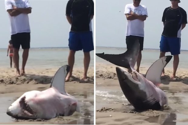 Un tiburón blanco de 3 metros rescatado por bañistas en una playa